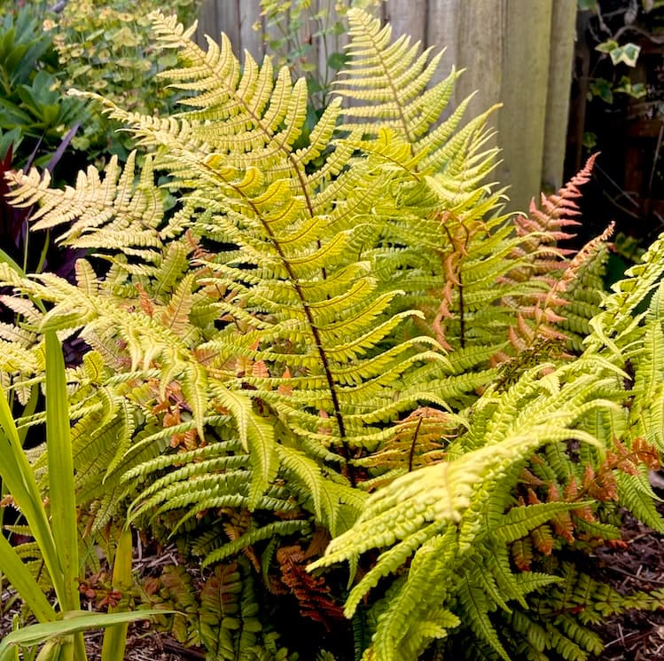 Dryopteris 'Jurassic gold'