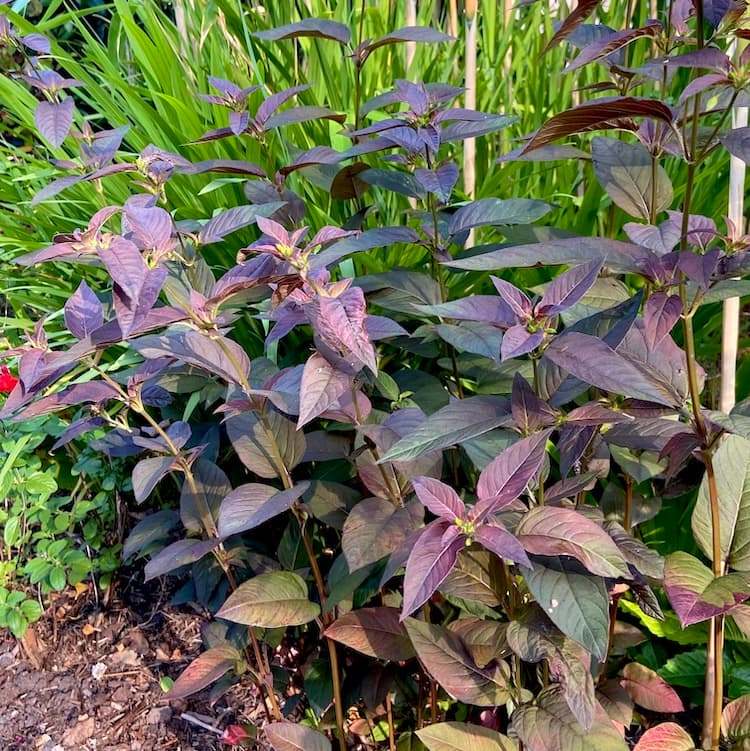Lysimachia ciliata 'Firecracker'