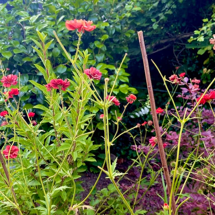 Geum 'Mrs Bradshaw'