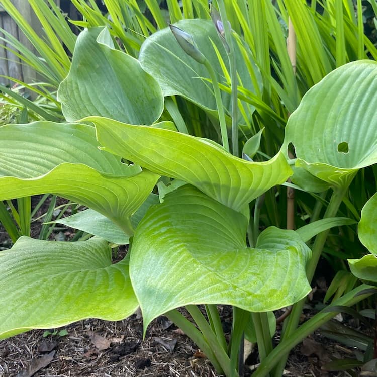 Hosta 'Frances'