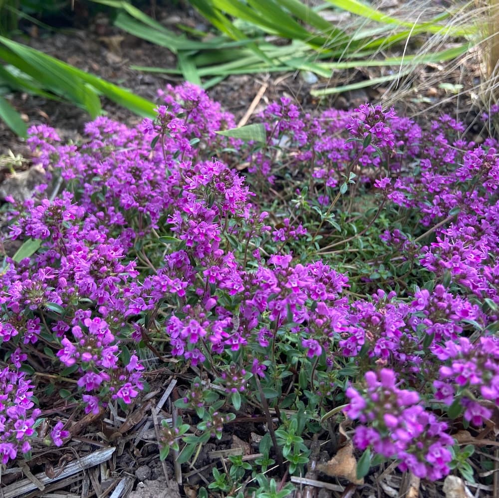 Thyme 'Creeping red'