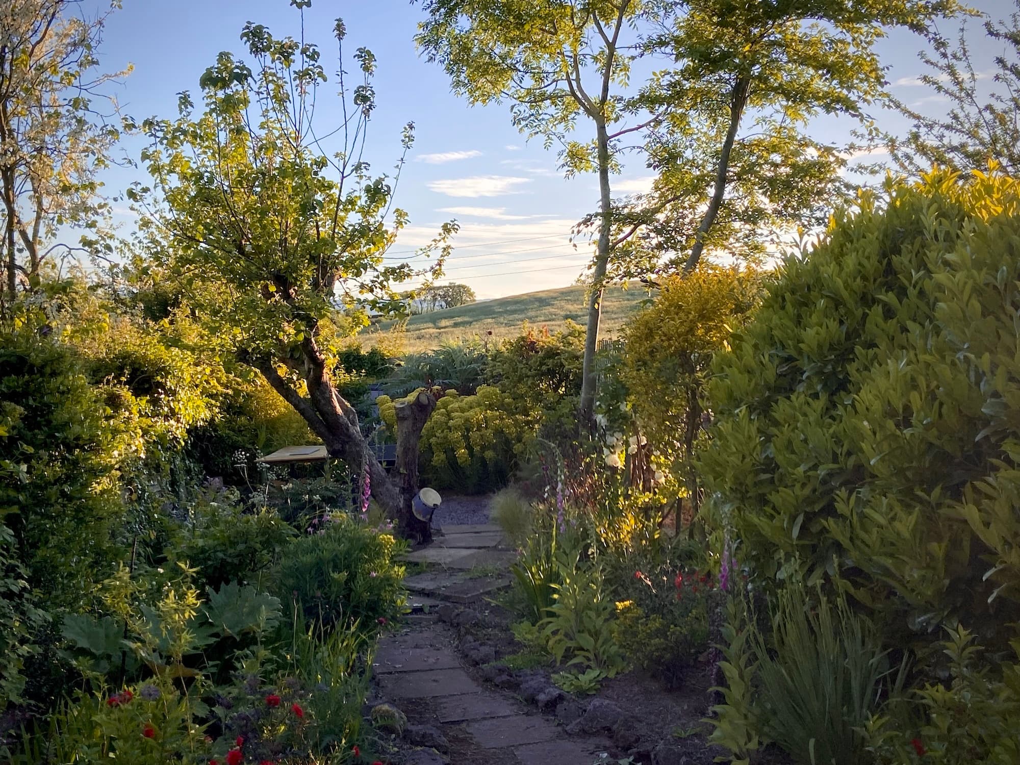 Garden in late evening summer